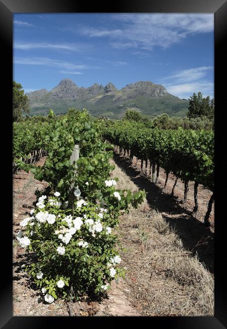 Scenic Landscape of winelands near Franchoek, South Africa Framed Print by Neil Overy