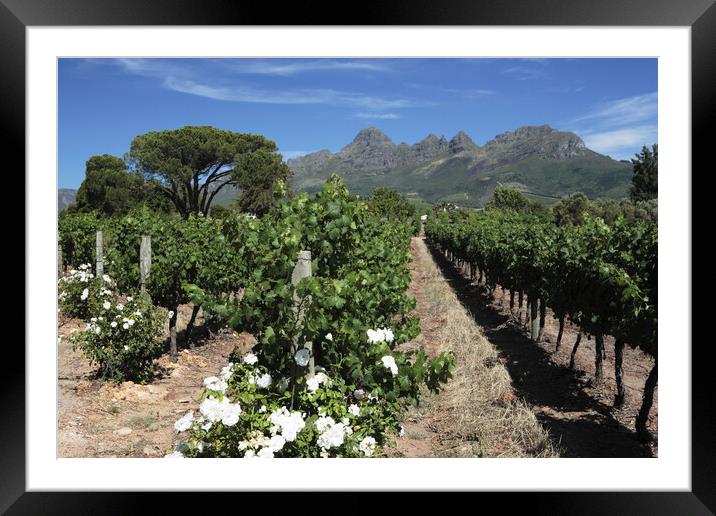 Scenic Landscape of winelands near Franchoek, South Africa Framed Mounted Print by Neil Overy