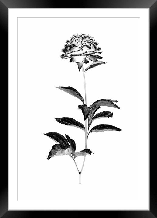 Peony blossom in black and white Framed Mounted Print by Wdnet Studio