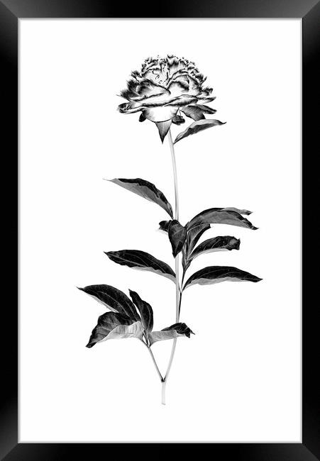 Peony blossom in black and white Framed Print by Wdnet Studio