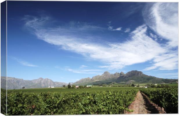 Scenic Landscape of winelands near Franchoek, South Africa Canvas Print by Neil Overy