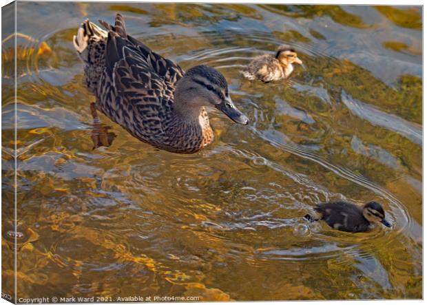 Proud Mallard Mother with Ducklings. Canvas Print by Mark Ward