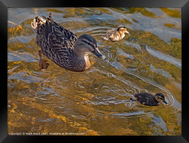 Proud Mallard Mother with Ducklings. Framed Print by Mark Ward