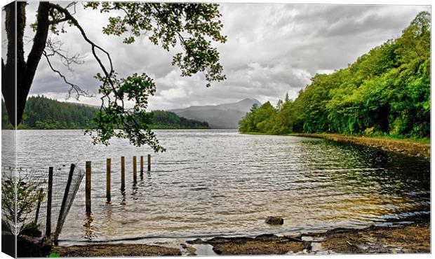 Looking Down Loch Ard Canvas Print by Jacqi Elmslie