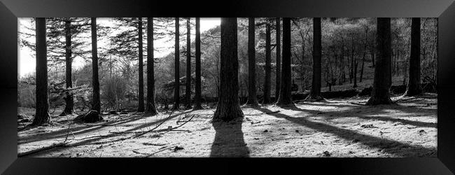 Lake District Woodland Black and white Framed Print by Sonny Ryse