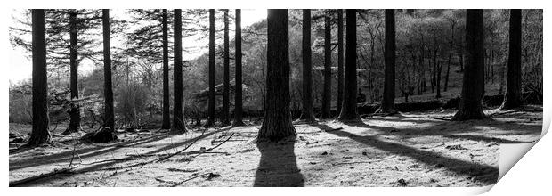 Lake District Woodland Black and white Print by Sonny Ryse