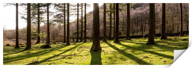 Lake District Woodland Print by Sonny Ryse