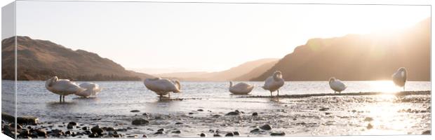 Swans on Ullswater Lake District Canvas Print by Sonny Ryse