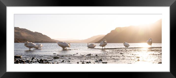 Swans on Ullswater Lake District Framed Mounted Print by Sonny Ryse