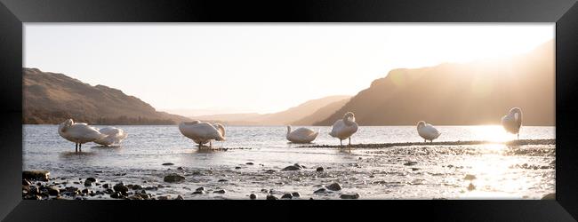 Swans on Ullswater Lake District Framed Print by Sonny Ryse
