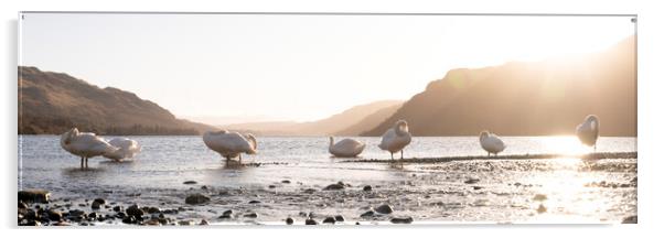 Swans on Ullswater Lake District Acrylic by Sonny Ryse