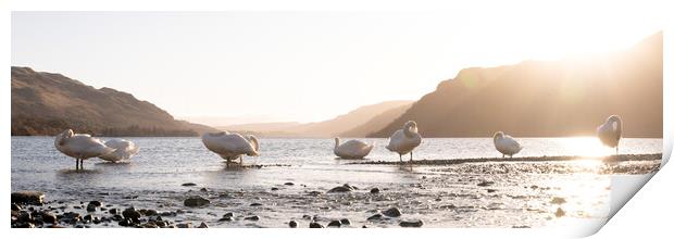 Swans on Ullswater Lake District Print by Sonny Ryse