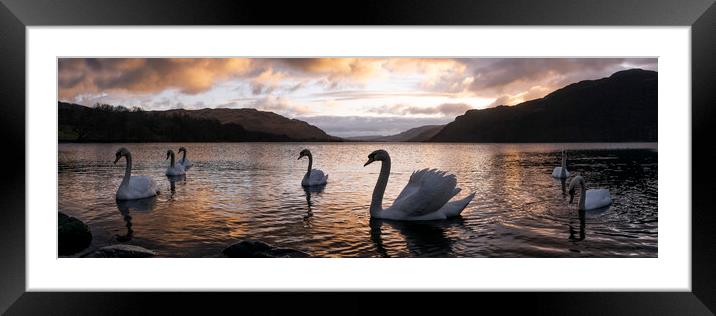 Ullswater Swans Sunrise Lake District Framed Mounted Print by Sonny Ryse