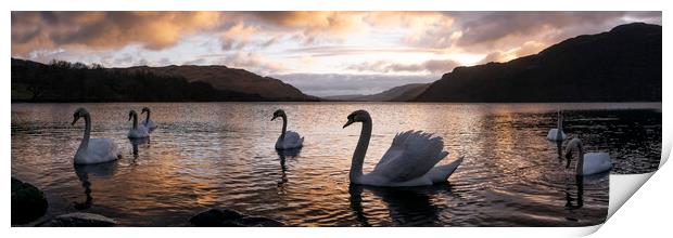 Ullswater Swans Sunrise Lake District Print by Sonny Ryse