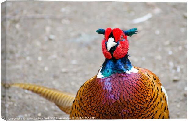 Pheasant colours of beauty Canvas Print by Julie Tattersfield