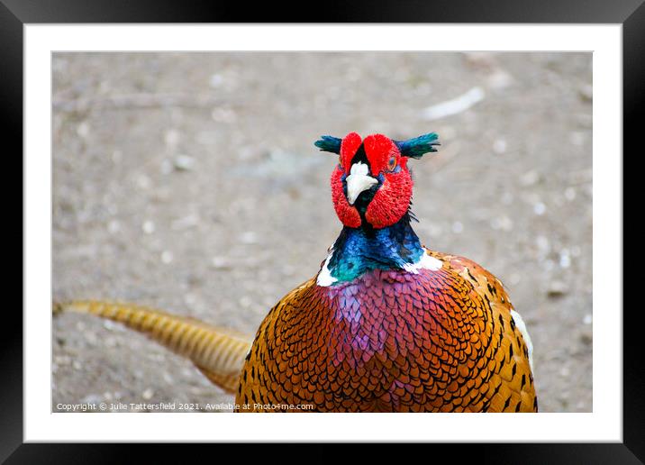 Pheasant colours of beauty Framed Mounted Print by Julie Tattersfield