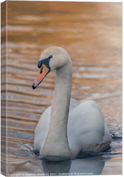 Swan at Sunset  Canvas Print by Heather Sheldrick