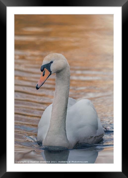 Swan at Sunset  Framed Mounted Print by Heather Sheldrick