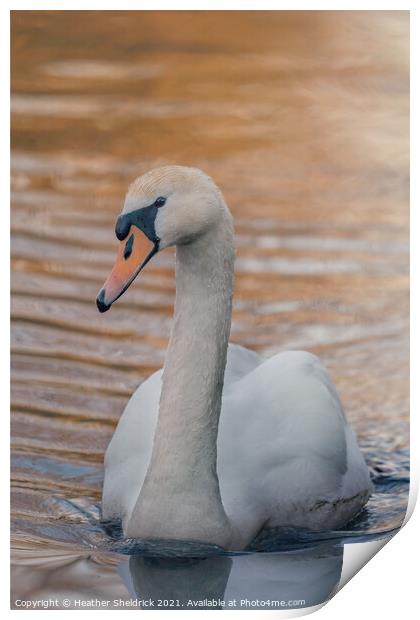 Swan at Sunset  Print by Heather Sheldrick