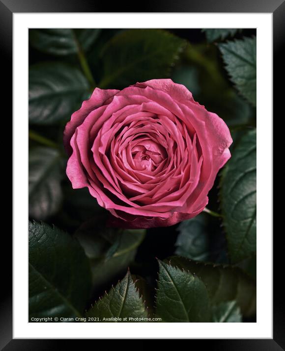 Pretty in Pink  Framed Mounted Print by Ciaran Craig