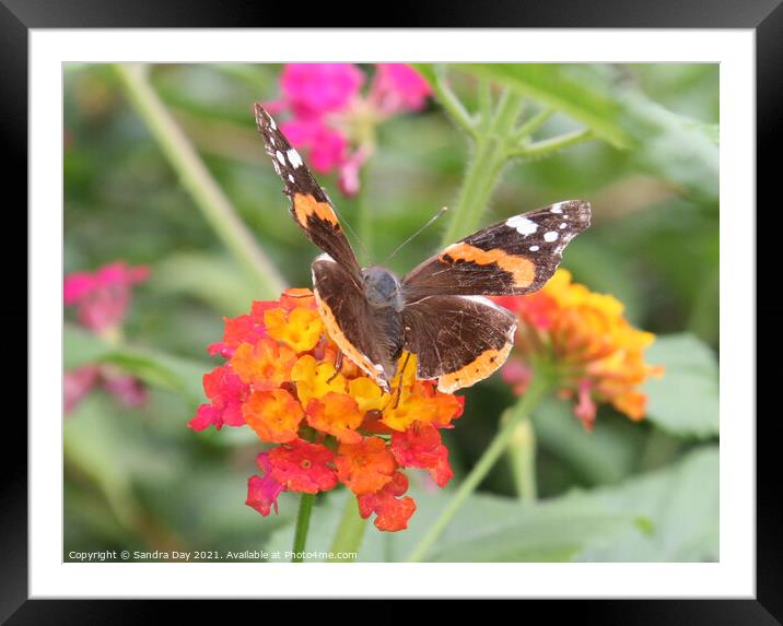 Red Admiral on flower Framed Mounted Print by Sandra Day
