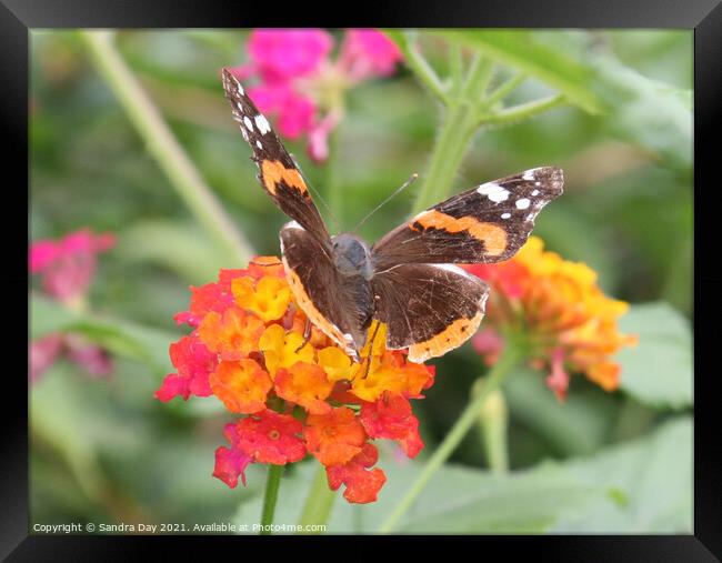 Red Admiral on flower Framed Print by Sandra Day