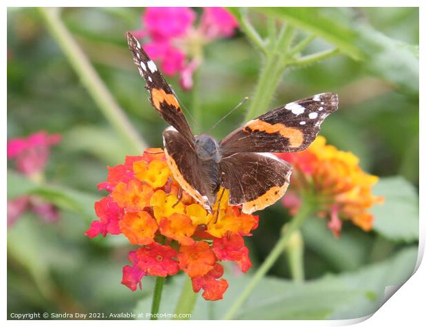 Red Admiral on flower Print by Sandra Day