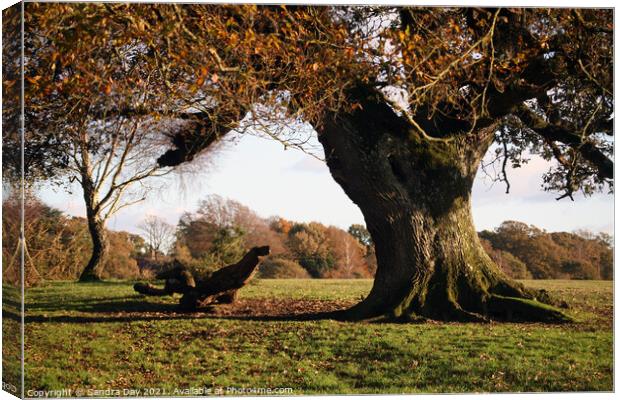 Autumn Oak tree in New Forest Canvas Print by Sandra Day