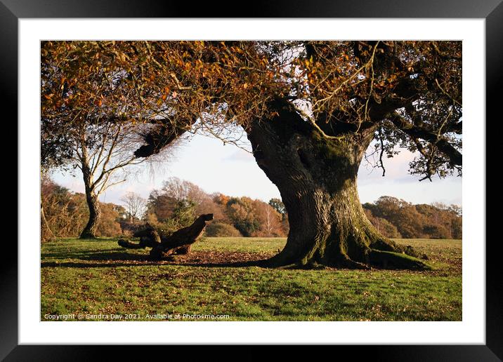 Autumn Oak tree in New Forest Framed Mounted Print by Sandra Day