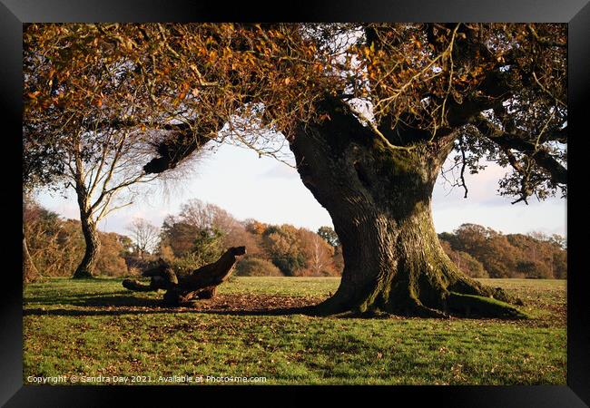 Autumn Oak tree in New Forest Framed Print by Sandra Day
