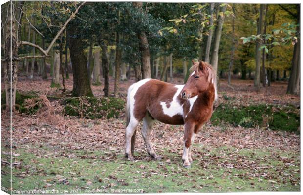  Horse in the New Forest  Canvas Print by Sandra Day
