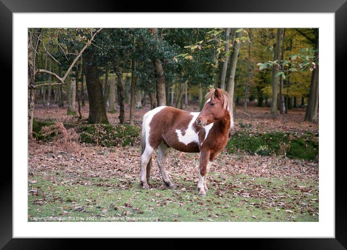  Horse in the New Forest  Framed Mounted Print by Sandra Day