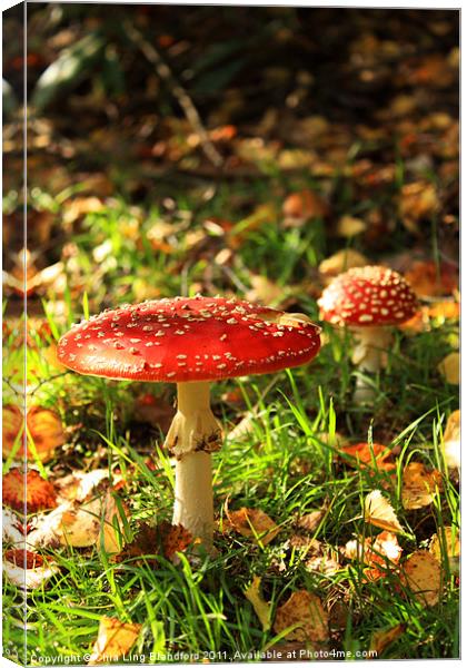 Wild autumn mushroom Canvas Print by Chia Ling Blandford