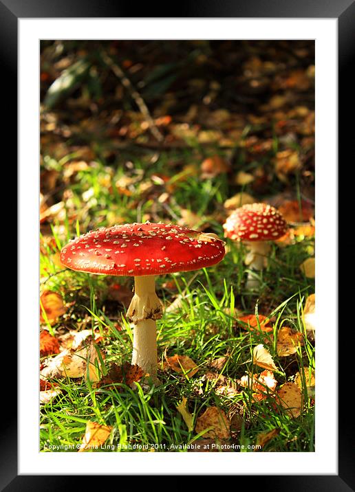 Wild autumn mushroom Framed Mounted Print by Chia Ling Blandford