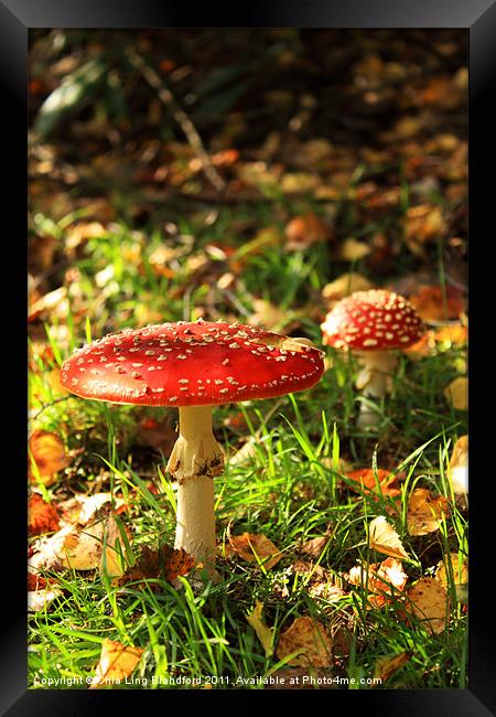 Wild autumn mushroom Framed Print by Chia Ling Blandford