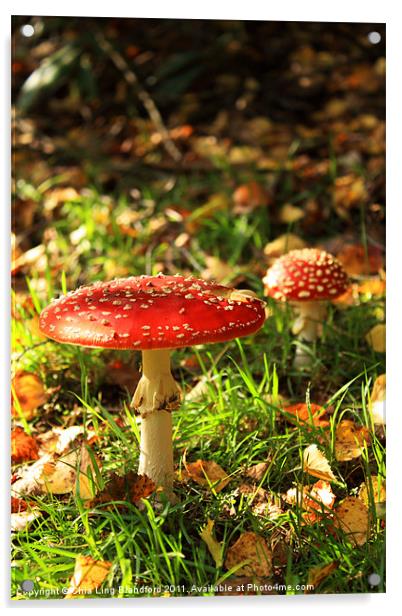 Wild autumn mushroom Acrylic by Chia Ling Blandford