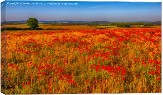 Field of Poppies (panoramic) Canvas Print by Derek Daniel