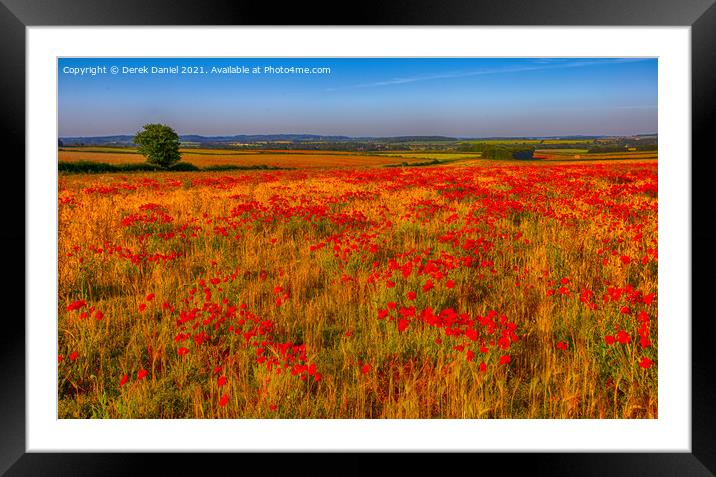 Field of Poppies (panoramic) Framed Mounted Print by Derek Daniel