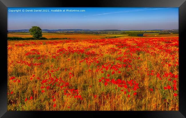 Field of Poppies (panoramic) Framed Print by Derek Daniel