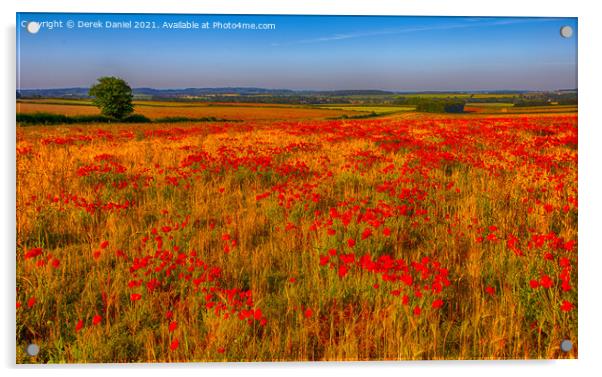 Field of Poppies (panoramic) Acrylic by Derek Daniel