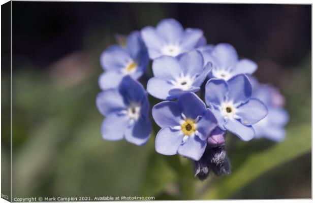 Forget-me-not Canvas Print by Mark Campion