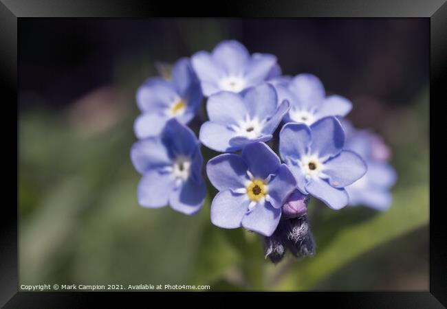 Forget-me-not Framed Print by Mark Campion