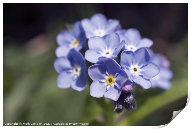 Forget-me-not Print by Mark Campion