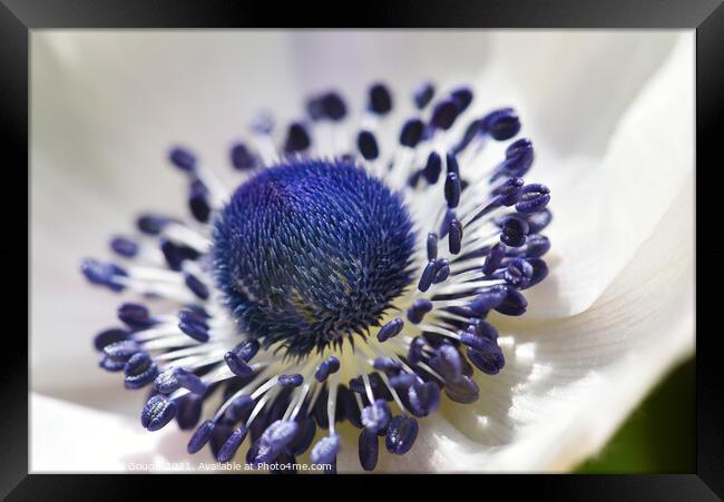 Poppy anemone flower Framed Print by Philip Gough