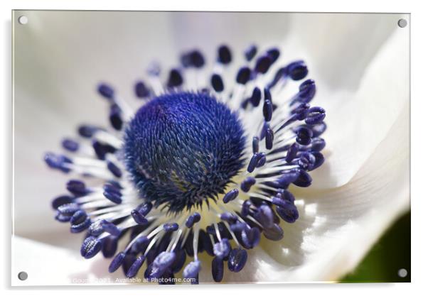 Poppy anemone flower Acrylic by Philip Gough