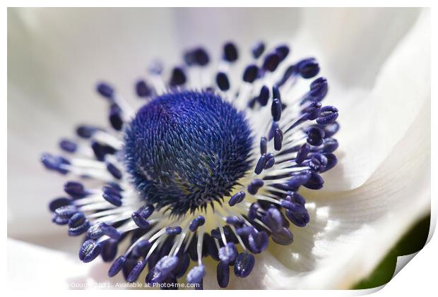 Poppy anemone flower Print by Philip Gough