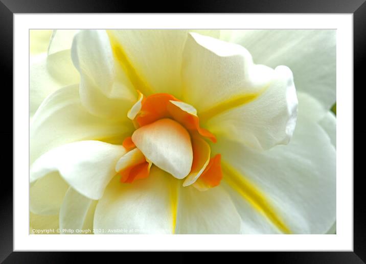 Chinese sacred lily Framed Mounted Print by Philip Gough