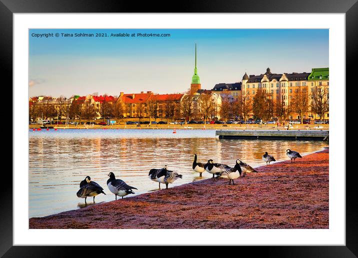 Barnacle Geese on the Beach in Morning Light Framed Mounted Print by Taina Sohlman