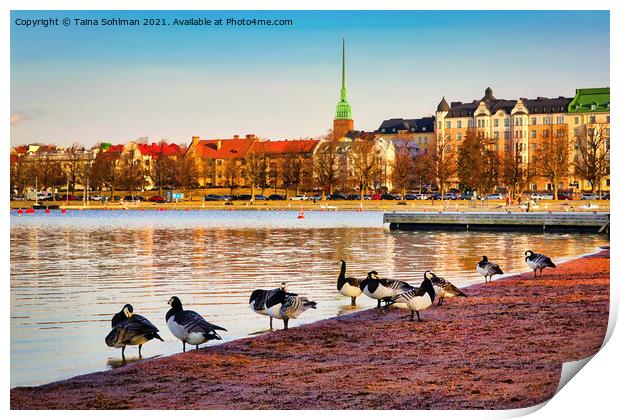 Barnacle Geese on the Beach in Morning Light Print by Taina Sohlman