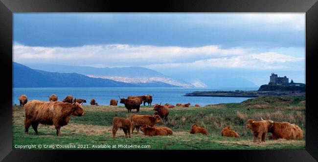 Highland Cows at Duart Castle, Mull, Scotland Framed Print by Wall Art by Craig Cusins
